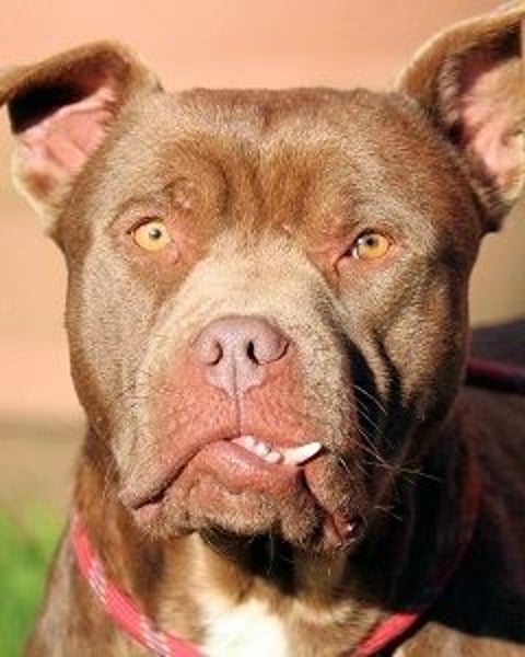 Ringo - braucht eine ehrliche Chance