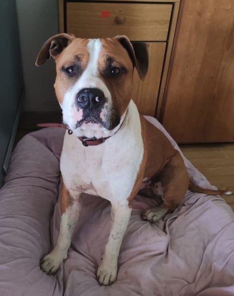 Staff-Rüde ♥RED♥ sucht seine Menschen (außerhalb D)