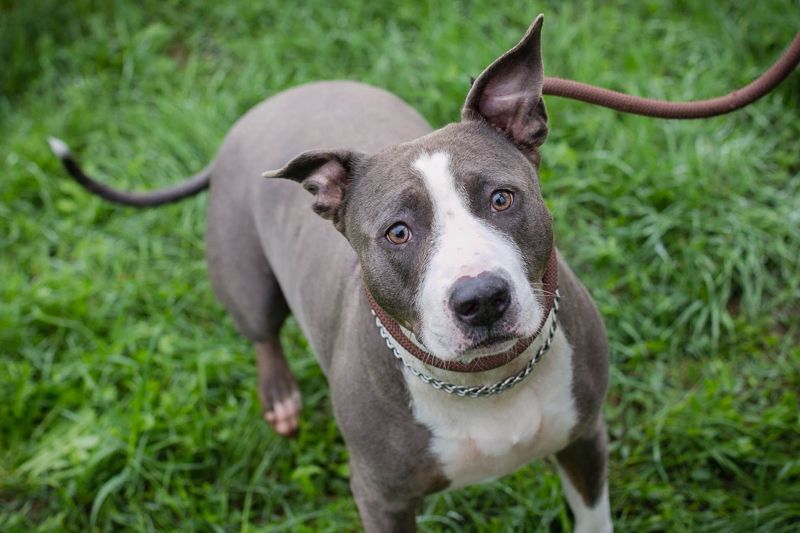 SMOKEY  - wer schenkt mir sein Herz und ein Zuhause?