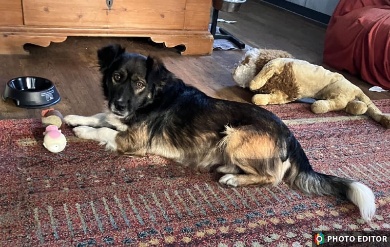 Woody, entspannter und unkomplizierter Begleiter, PS in 25767 Albersdorf