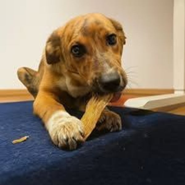 Rafa, kleines Powerpakt sucht ihre Familie, PS in 94133 Röhrnbach