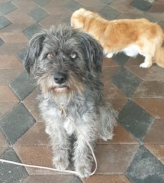 Vroni, fröhliche Hündin sucht ihr Zuhause, PS 04552 Borna