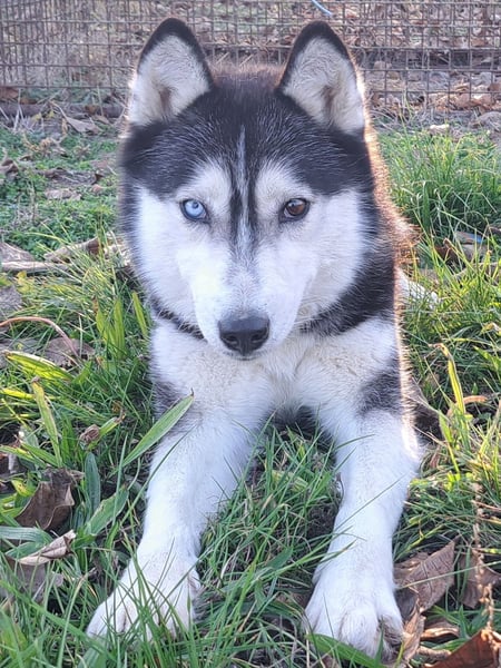 Süße Mindy ( *07/2021 ) sucht ihre Familie