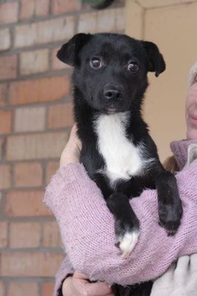 Levi  (in 	94474 Vilshofen) – Vom Straßenhund zum Herzensfreund