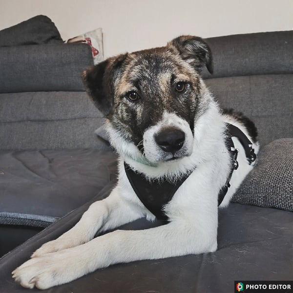 Cookie, Kuschelprofi mit Charakter, PS in 33034 Brakel