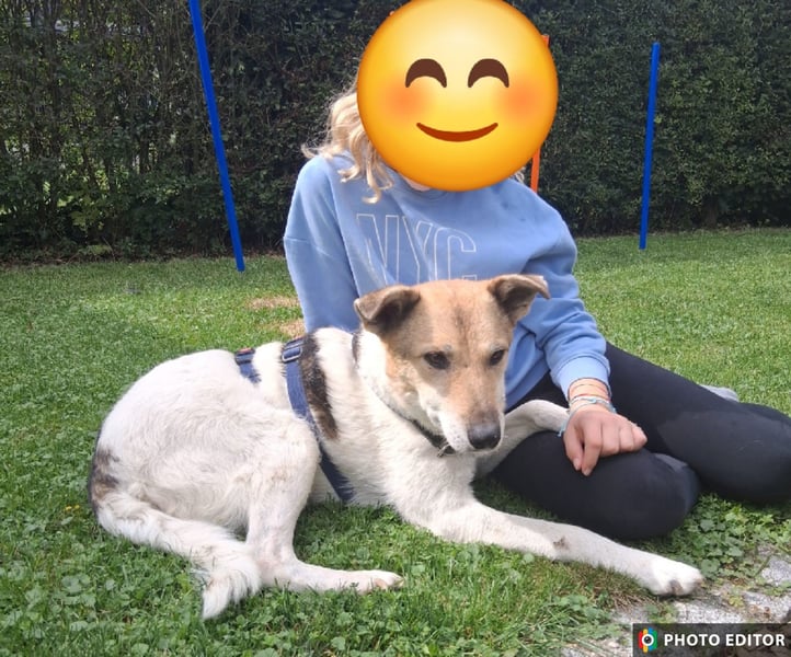 Henriko, ein feiner Hundemann sucht sein Zuhause, PS in 85435 Erding