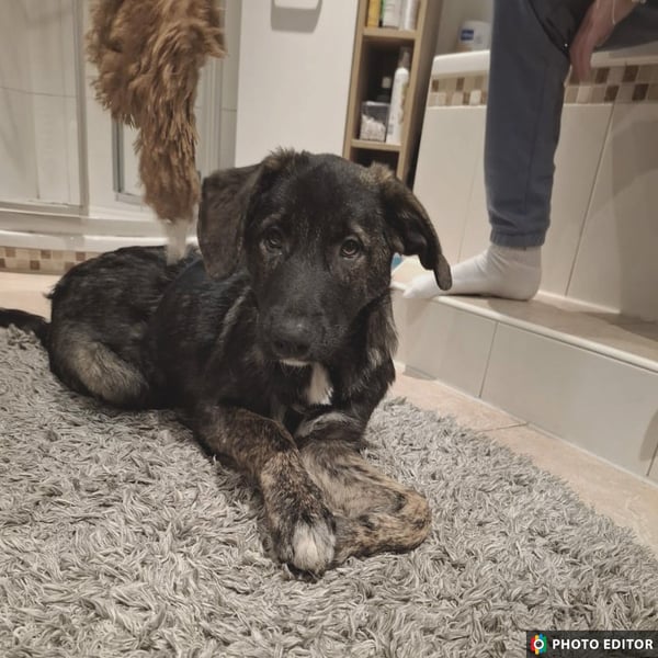 Smarty, kleiner Wirbelwind mit großem Herz, PS in 31863 Coppenbrügge