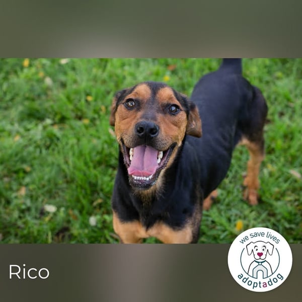 Rico – Findet der kleine Sausewind bei dir seinen Platz?