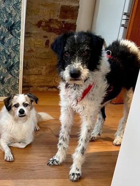 Seymur - stubenrein, leinenführig und verspielt