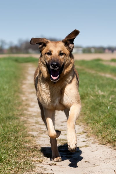 Alma: Herz auf vier Pfoten sucht ihr Glück (in 41515 Grevenbroich)