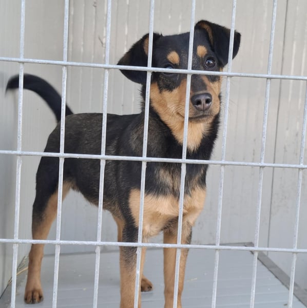 Süßer, kleiner AIKO auf der Suche nach einem warmen Körbchen