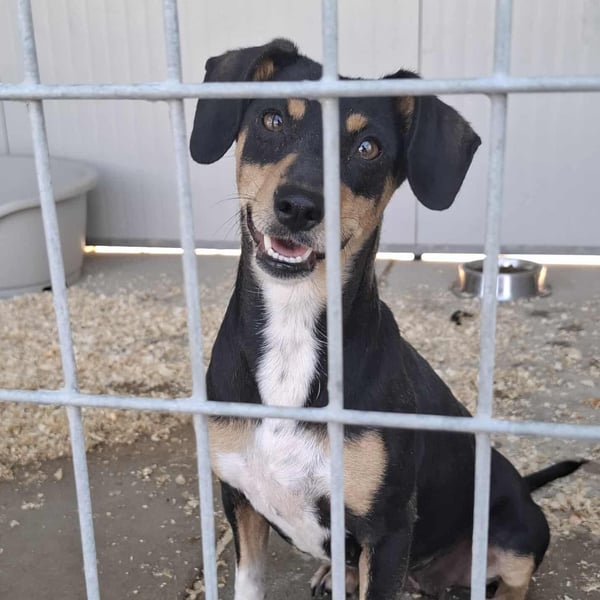 Hübsche Jenny sucht ein Zuhause für immer