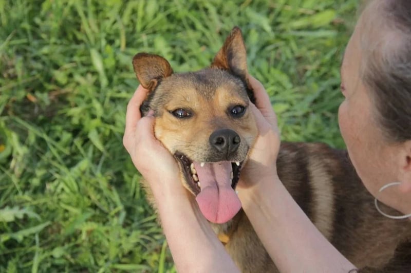 Jim sucht sein zu hause für immer