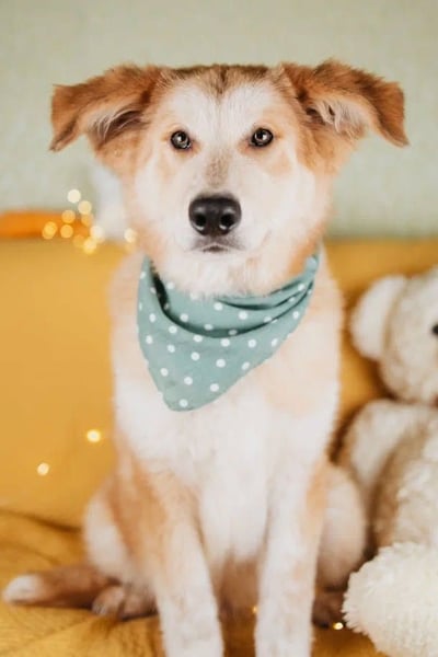 Flauschiger Donald sucht seine Familie