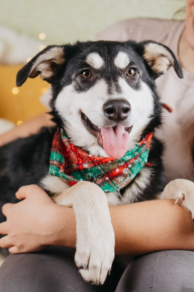 Süße Mia wartet auf ihre Menschen