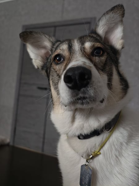 Traum zuhause für Choppy gesucht