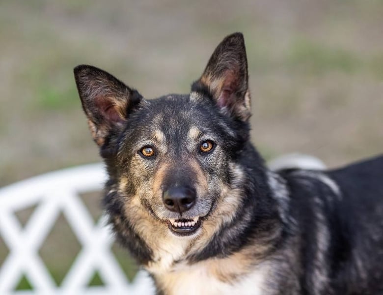 Ruhige Abi sucht ihren Platz (45770 Marl-Sinsen)