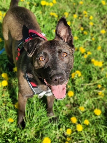 Ziganka sucht lievolles zu hause ORT Bremen