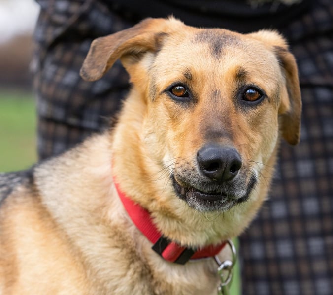 Tuchka - die sanfte Seele mit stolzem Auftreten sucht Ihr Zuhause!