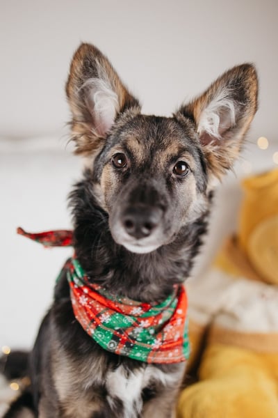 Verzaubert dich die kleine Lisa ?!