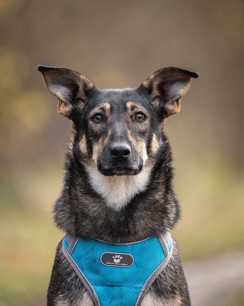 Liebevolle Olivka sucht ihren platz