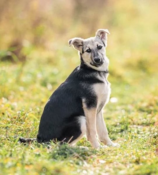 Junger Chernysh möchte die Welt Erkunden