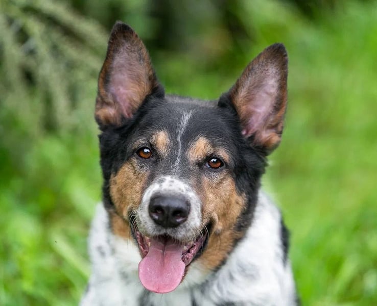 Liebevoller Miron sucht seine menschen