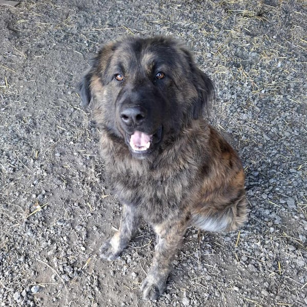 Bronko auf der suche nach seinem Glück