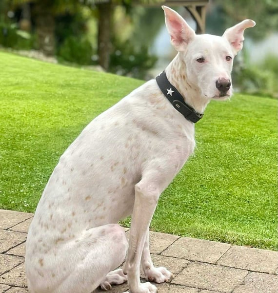 Zeno - eine Sportskanone