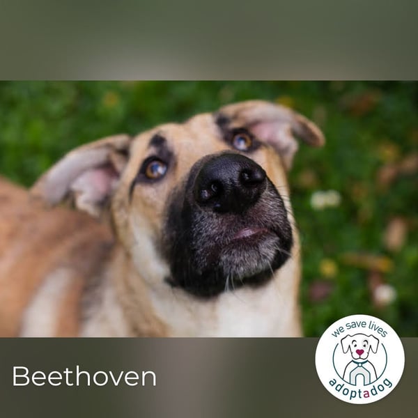 Beethoven: Ode an die Liebe