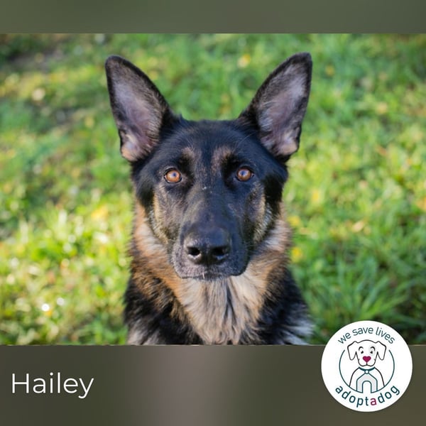 Hailey: Liebevolle Hundedame