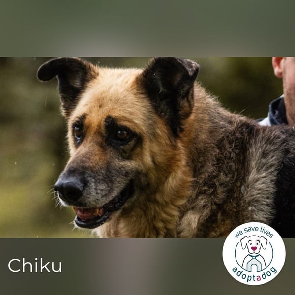 Chiku: Entspannt, entspannter, Chiku!