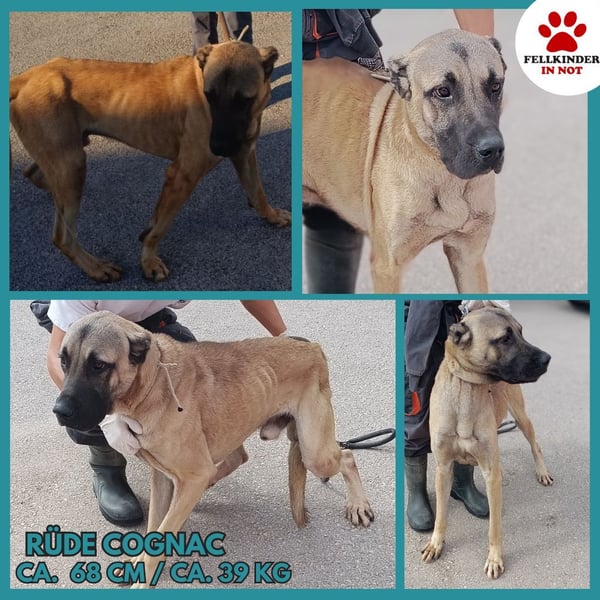 Cognac großer freundlicher Kangal Mischlingrüde Junghund sucht Zuhause oder Pflegestelle