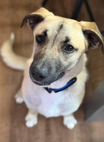 Jacky - Hündin mit großem Herz&Charakter