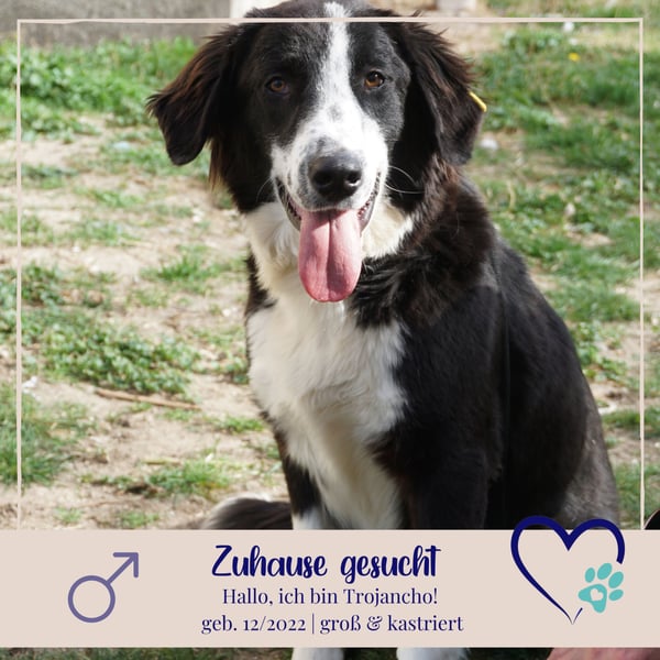 Trojancho - Wegbegleiter in perfektem Alter sucht sein ForeverHome