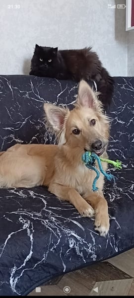 Bertha sucht ihr Für -immer -Zuhause ❤️❤️❤️