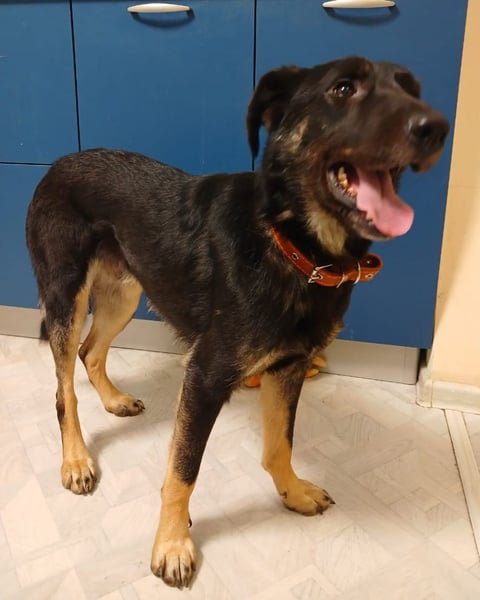 Junger lieber Roni sucht ....