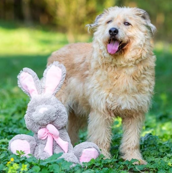 Wer gibt Algerien nochmal eine chance ?!