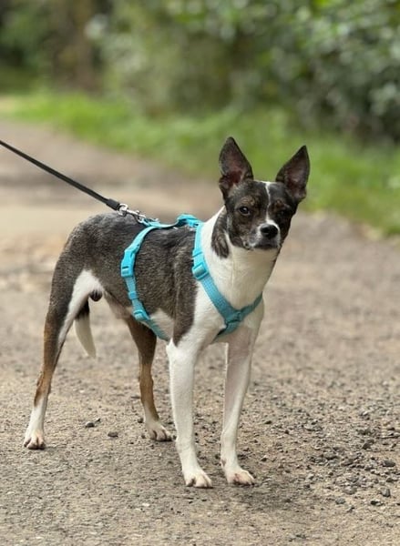 Gesseliger Peter sucht dich ...