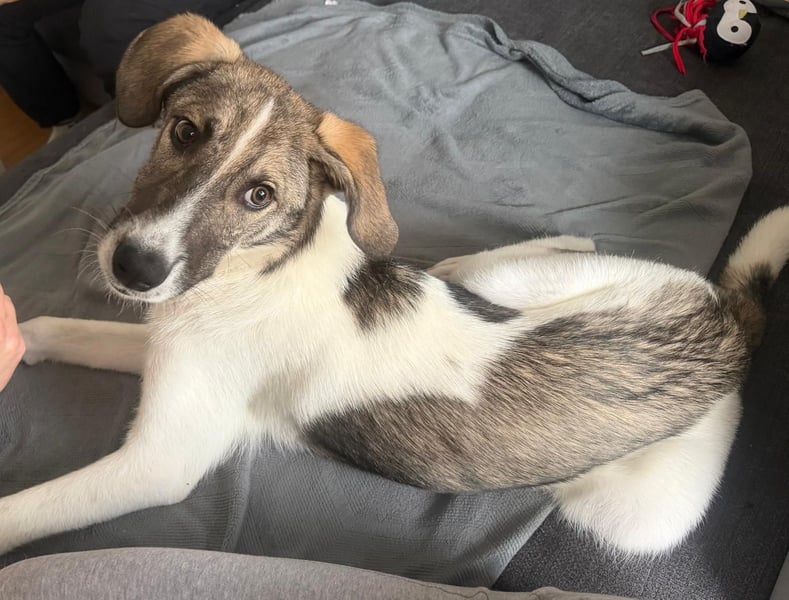 Wer will Harvi die Welt zeigen?!