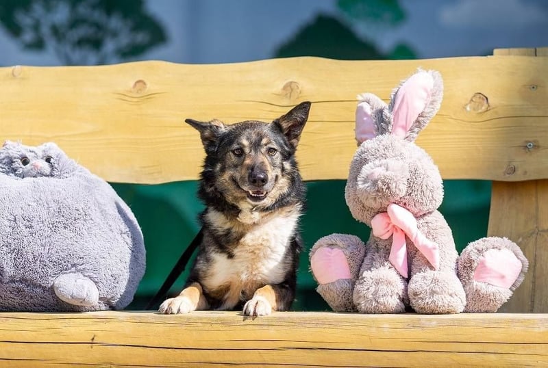 Ruhige Abi sucht ihren Platz (45770 Marl-Sinsen)