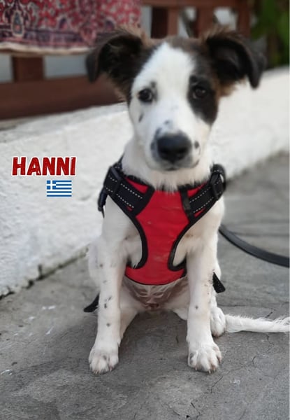 Hanni,geb.03/25,Mischlingshündin sucht ihre Familie
