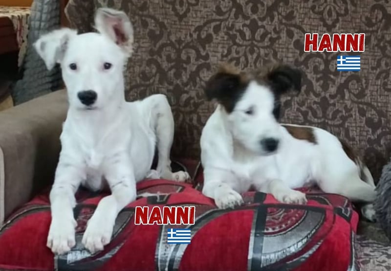 Nanni,geb.03/25,hübsche Mischlingshündin sucht ihre Familie