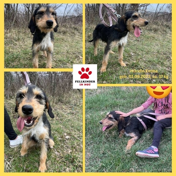 süße Terrier Mischlings-Hündin Emma sucht ein Zuhause oder Pflegestelle