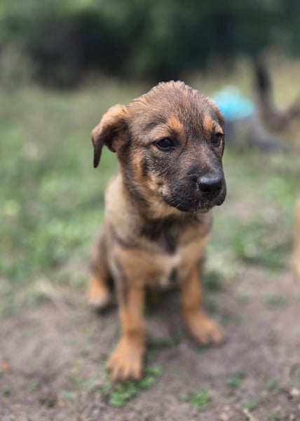 Ofelia - Sucht ihre Family!