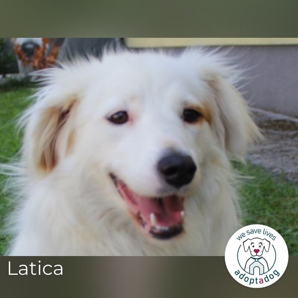 Latica: Sucht ein Zuhause