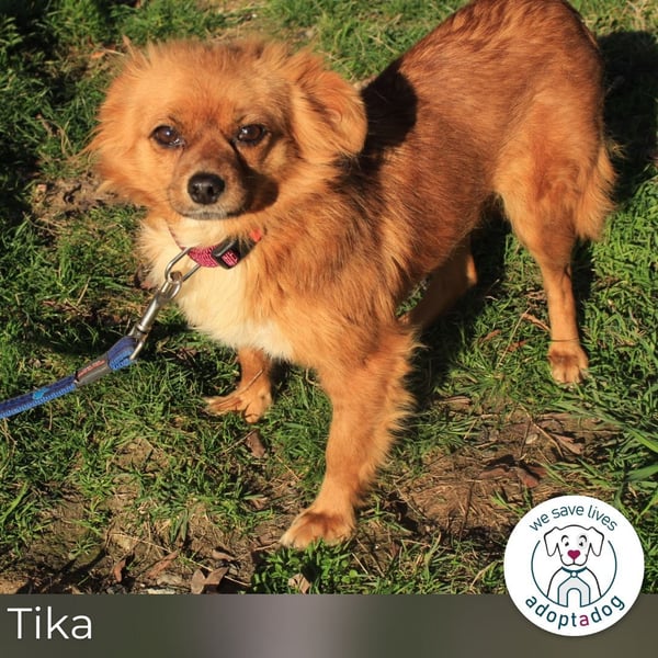 Tika: Liebevolles Kämpferherz