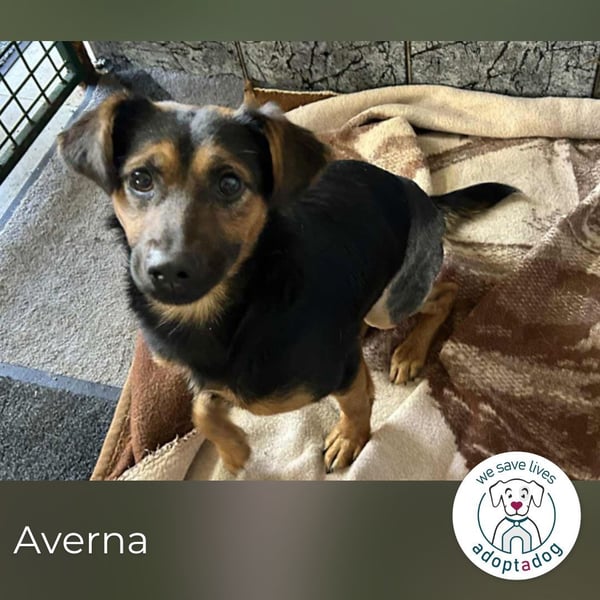 Averna: sucht ein Zuhause