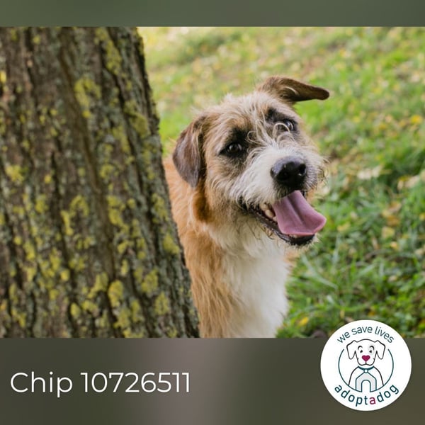 Chip 10726511: Hundekind sucht ein Zuhause