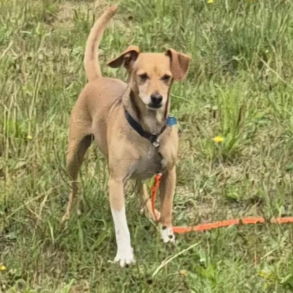 VACAK sucht ein Zuhause